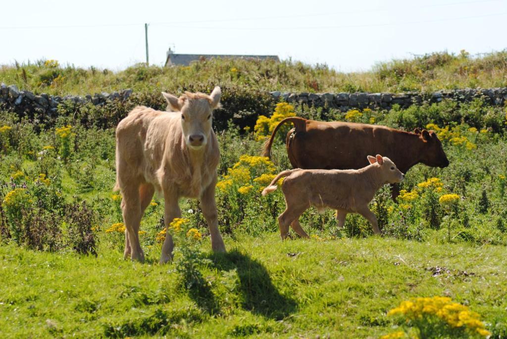 O'Connor'S Accommodation Doolin Eksteriør billede
